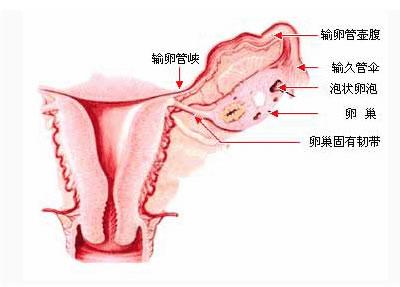 太原卵巢囊肿手术费用_患卵巢囊肿的原因_卵巢囊肿的